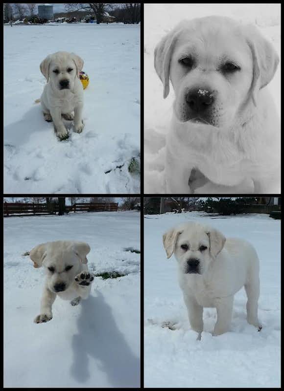 Testimonial - Yellow Labrador puppy